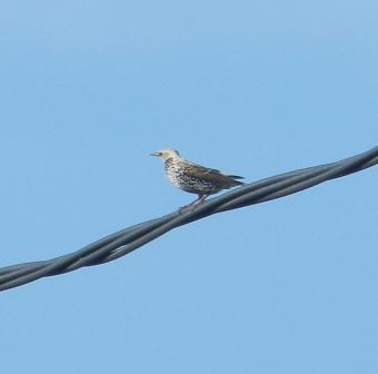 Cernícalos en el aire y otros de campiña