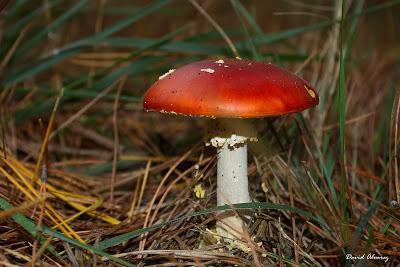 Setas peligrosas: Amanitas