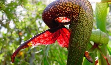 Plantas carnívoras hambrientas