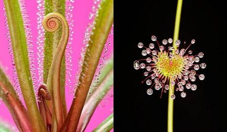 Plantas carnívoras hambrientas