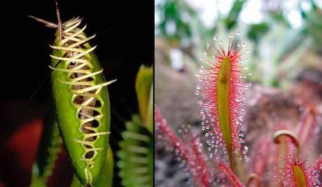 Plantas carnívoras hambrientas