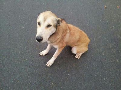 VIDA, PERRITA MEDIO MUERTA EN UN PUEBLO DE SEVILLA, AYUDA URGENTE!‏