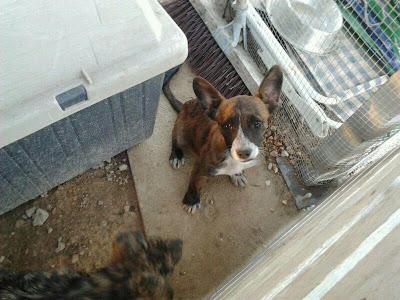 La perrera se llena de cachorros, no damos a basto, ayuda para adopción!!‏ (Murcia)