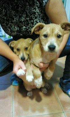 La perrera se llena de cachorros, no damos a basto, ayuda para adopción!!‏ (Murcia)