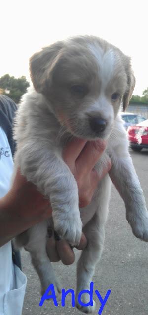 Urgente!!! Cachorros abandonados en un taller. (Murcia)