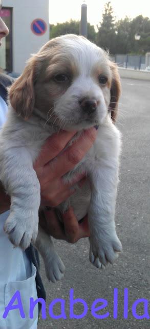 Urgente!!! Cachorros abandonados en un taller. (Murcia)