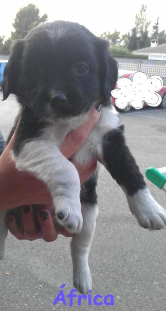 Urgente!!! Cachorros abandonados en un taller. (Murcia)