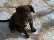 Luna, cruce cocker/labrador. adopción urgente.‏