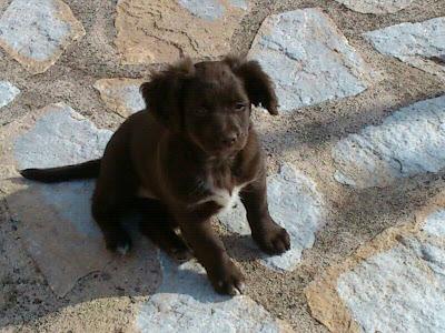 LUNA, CRUCE DE COCKER/LABRADOR. ADOPCIÓN URGENTE.‏