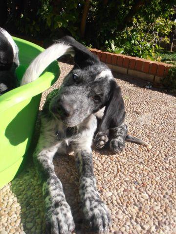 PETER, CACHORRO cruce de DÁLMATA. (Murcia)