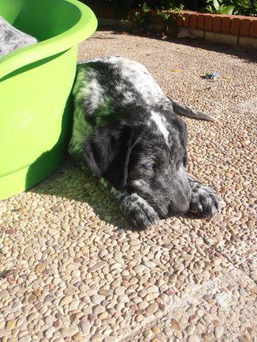 PETER, CACHORRO cruce de DÁLMATA. (Murcia)