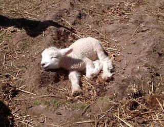 Pequeña Lamb