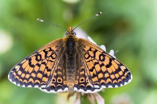 Para ampliar Melitaea cinxia (Doncella del llantén)  hacer clic