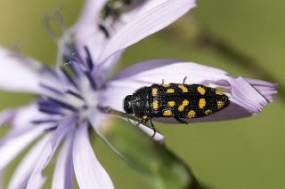 Para ampliar Acmaeodera degener (Escarabajo de catorce puntos) hacer clic