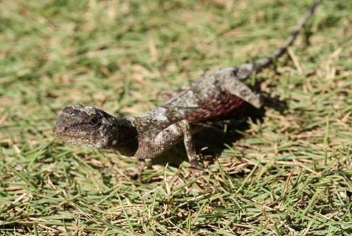 Un diminuto dragón volador fue fotografiado en Indonesia – NOTICIAS DE MIEDO