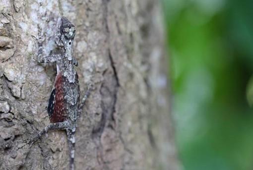 Un diminuto dragón volador fue fotografiado en Indonesia – NOTICIAS DE MIEDO