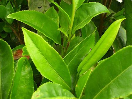 El té verde podría ayudar a combatir el cáncer de próstata