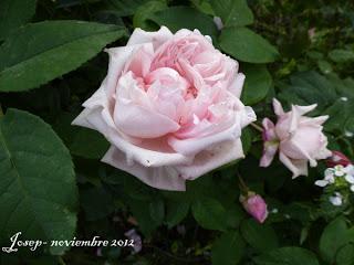 Marie van Houtte o la excelencia de un rosal de té