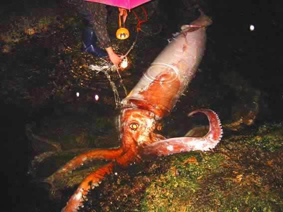 calamar gigante (Architeuthis dux)