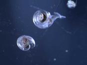 conchas caracoles Antártida están siendo corroídas