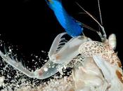 rápido ataque camarón mantis (vídeo)