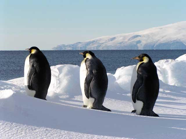pingüinos emperador en la Antártida