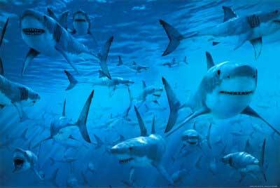 posters de tiburones
