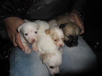 Bella y sus bebes. rescatados de la calle, en adopción. Magina Animal Jodar (Jaén)‏