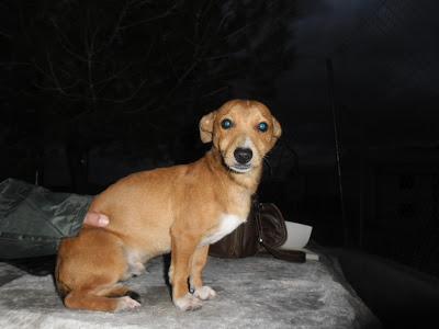 Adrian, enanito de 4 kilos, en adopción. Magina Animal Jodar (Jaen)‏