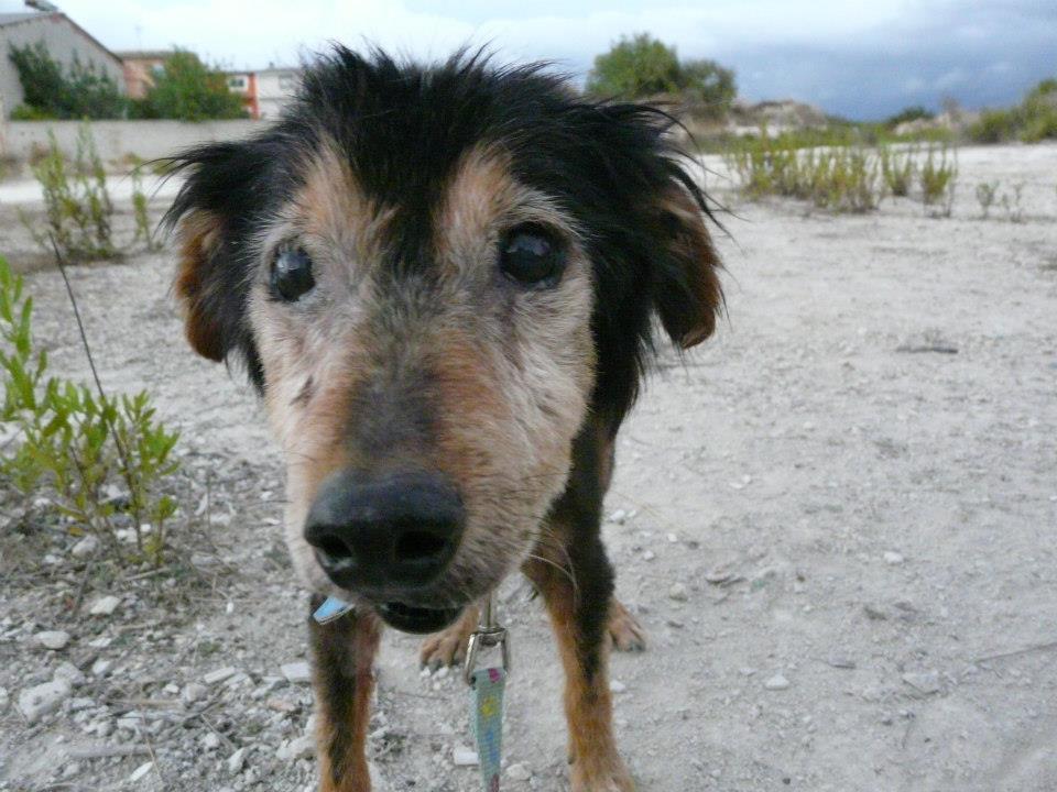SE HA CAÍDO SU ADOPCIÓN!! Fosc y Dolsa dos viejitos maltratados.