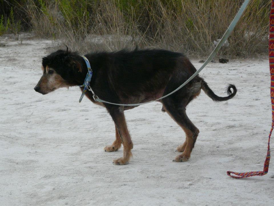 SE HA CAÍDO SU ADOPCIÓN!! Fosc y Dolsa dos viejitos maltratados.