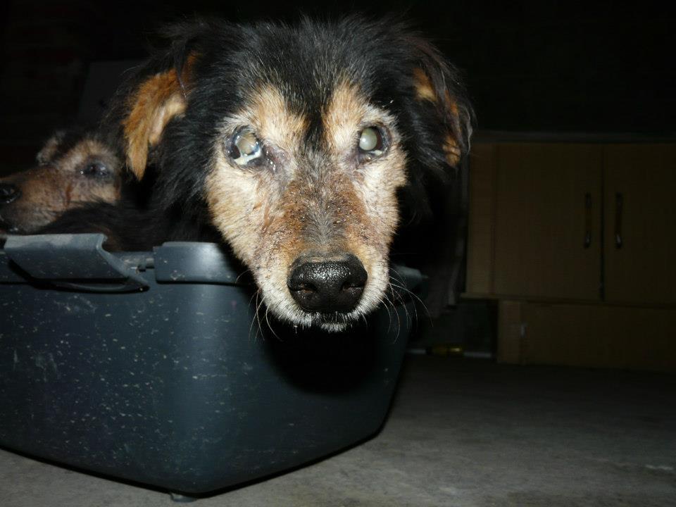 SE HA CAÍDO SU ADOPCIÓN!! Fosc y Dolsa dos viejitos maltratados.