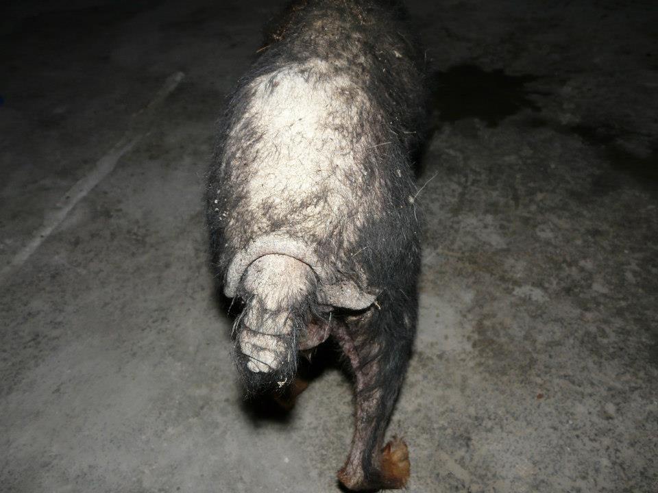 SE HA CAÍDO SU ADOPCIÓN!! Fosc y Dolsa dos viejitos maltratados.