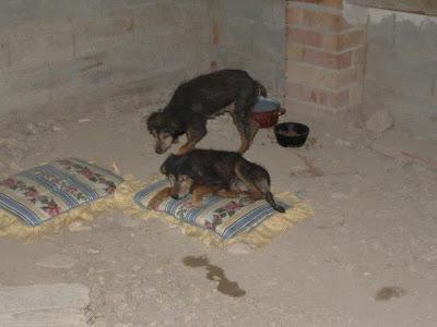 SE HA CAÍDO SU ADOPCIÓN!! Fosc y Dolsa dos viejitos maltratados.