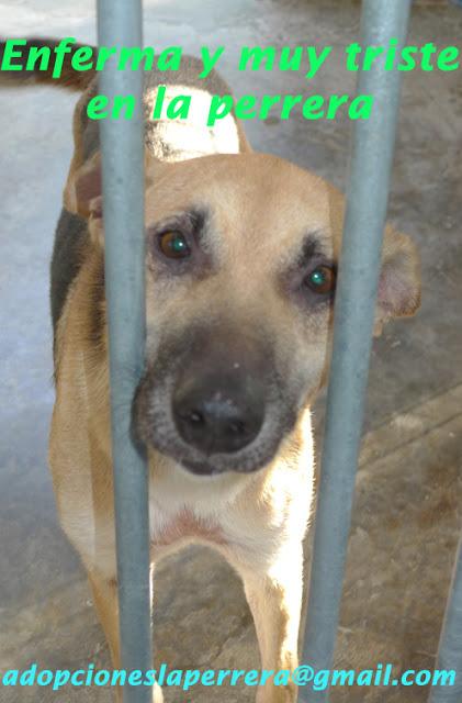 MUY URGENTE!! SOLA, enferma, seis meses en la perrera. Ya no aguantará mucho más. (Valencia).