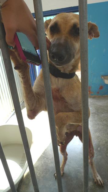 MUY URGENTE!! SOLA, enferma, seis meses en la perrera. Ya no aguantará mucho más. (Valencia).