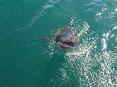 Sudáfrica: Gaansbai, capital del tiburón blanco