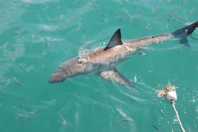 Sudáfrica: Gaansbai, capital del tiburón blanco