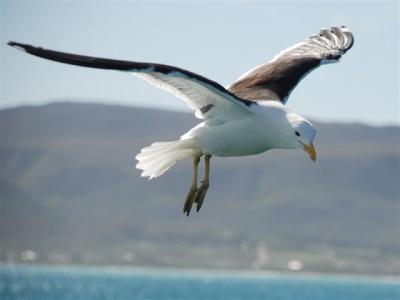 Sudáfrica: Gaansbai, capital del tiburón blanco