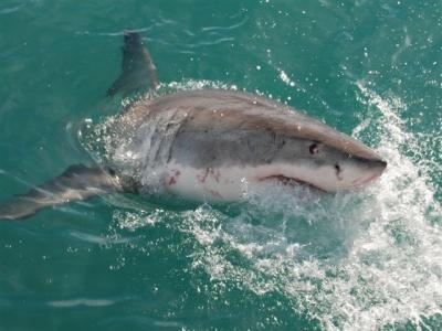Sudáfrica: Gaansbai, capital del tiburón blanco