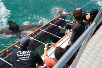 Sudáfrica: Gaansbai, capital del tiburón blanco