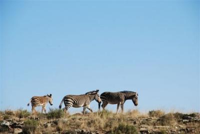 Sudáfrica: Mountain Zebra