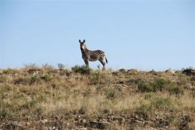 Sudáfrica: Mountain Zebra