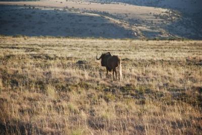 Sudáfrica: Mountain Zebra