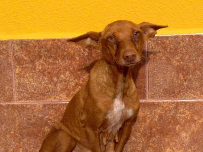 ACTUALIZACIÓN (ESTADO LAMENTABLE) URGENTÍSIMO perrita-sparring en la perrera de Jerez