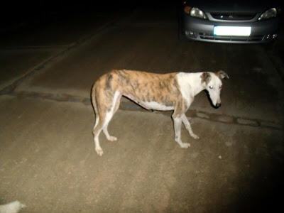 MUY URGENTE!! GALGA EN LA CALLE, YA HAN MATADO A SUS BEBES - (Huelva)