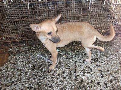 TOTANA NECESITA VUESTRA AYUDA !! (MURCIA)