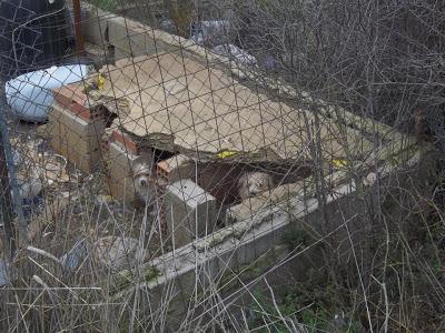 ¡Necesitan nuestra ayuda! Viven atemorizados entre basura y escombros.