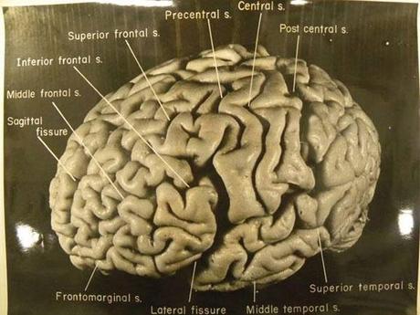 Un estudio afirma que el cerebro de Einstein era distinto