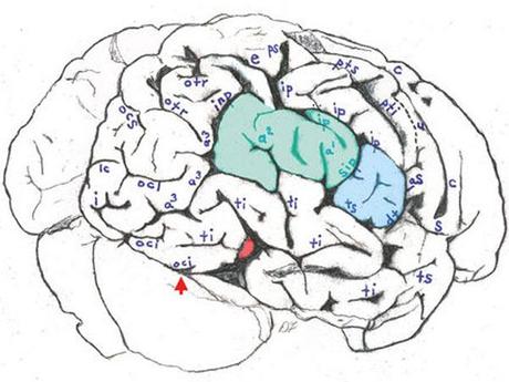 Un estudio afirma que el cerebro de Einstein era distinto